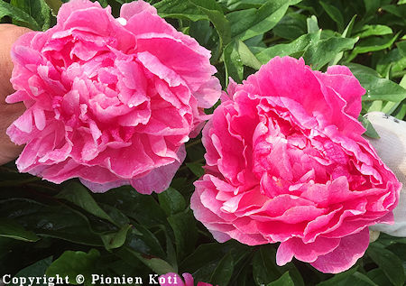 Paeonia lactiflora 'Madame Emilie Debatene', kiinanpioni